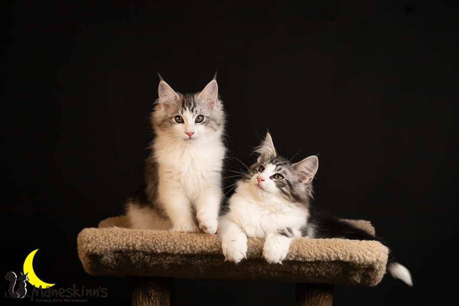 Wurf T (91 Tage alt)