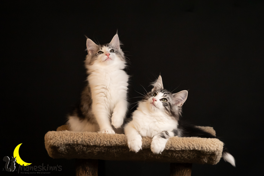 Wurf T (91 Tage alt)