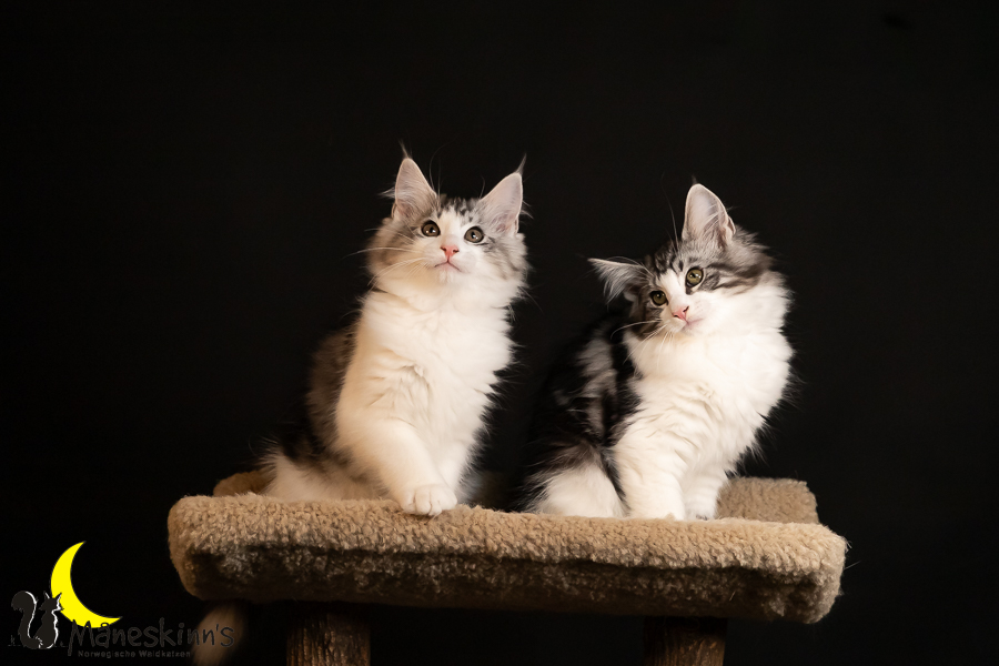 Wurf T (91 Tage alt)