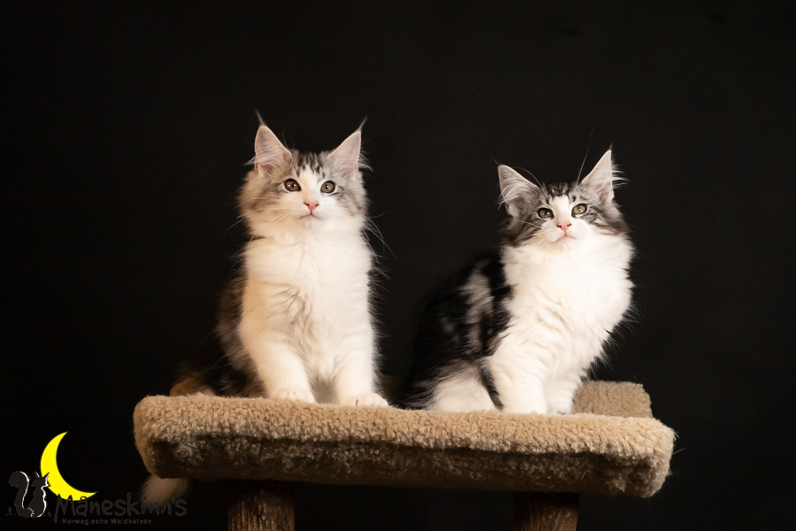 Wurf T (91 Tage alt)