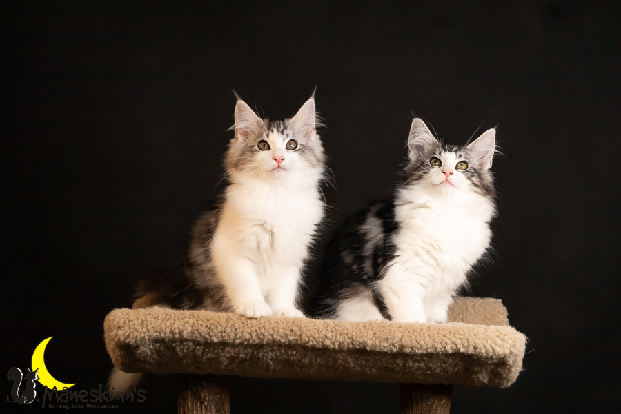 Wurf T (91 Tage alt)