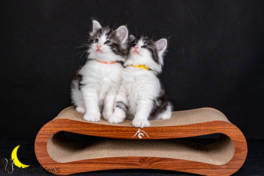 Wurf U (40 Tage alt)