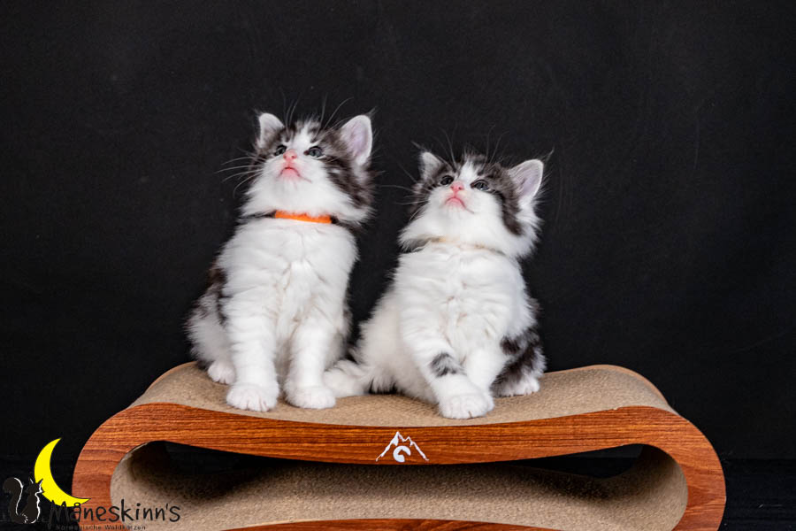 Wurf U (40 Tage alt)