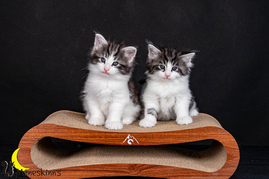 Wurf U (40 Tage alt)