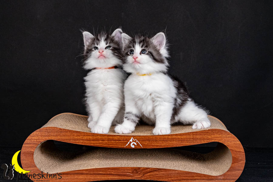 Wurf U (40 Tage alt)