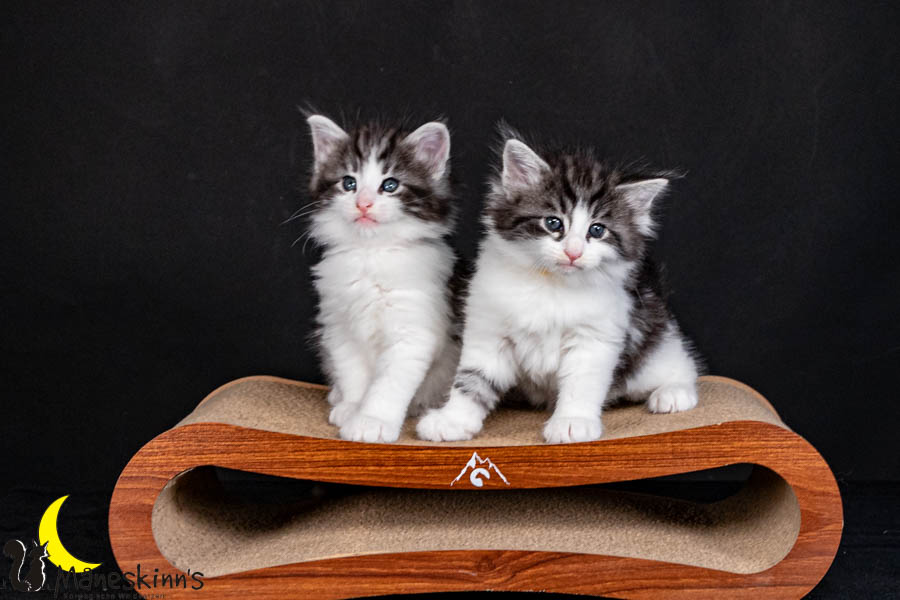 Wurf U (40 Tage alt)