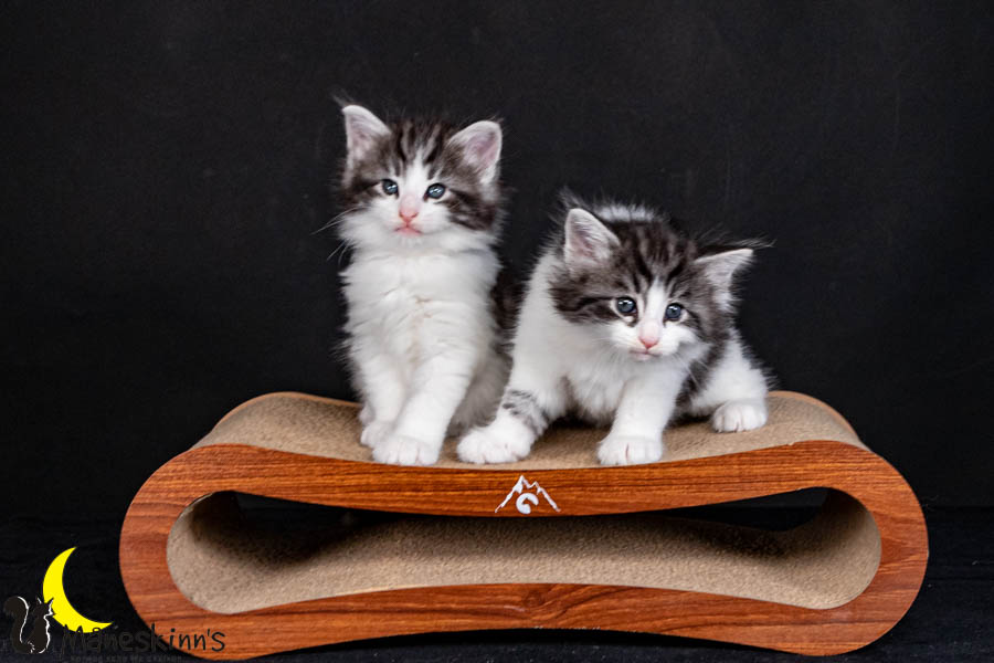 Wurf U (40 Tage alt)