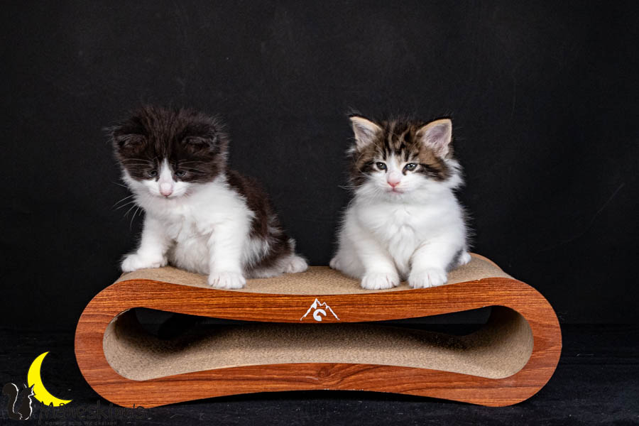 Wurf U (40 Tage alt)