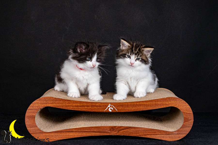 Wurf U (40 Tage alt)