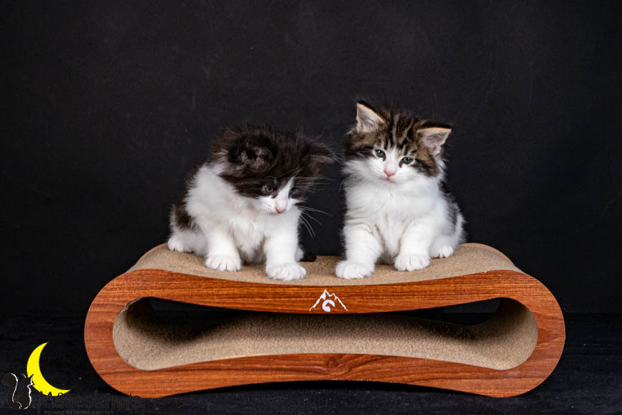 Wurf U (40 Tage alt)