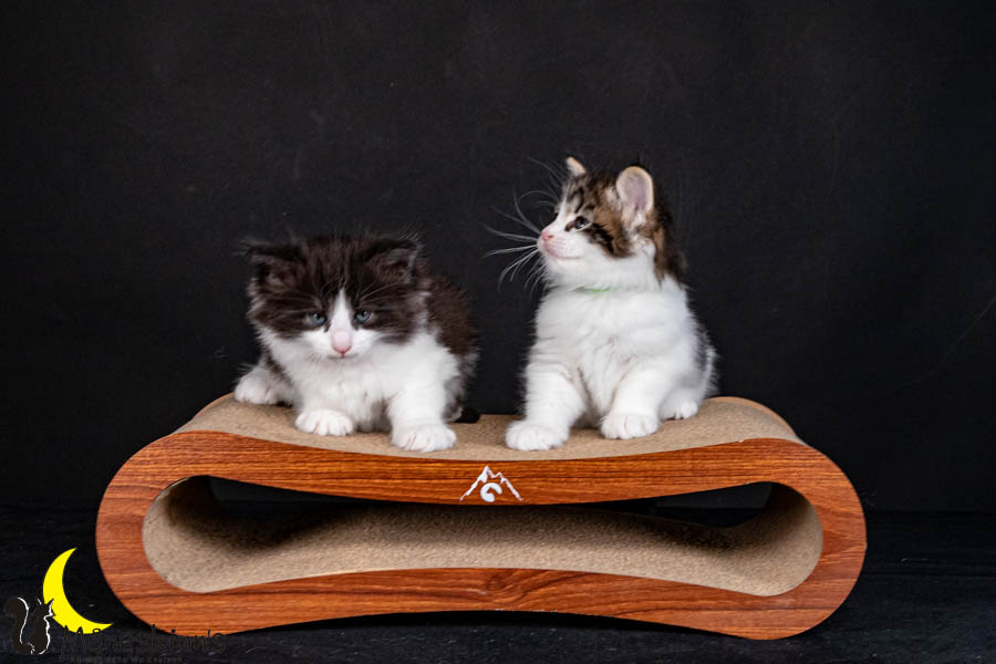 Wurf U (40 Tage alt)