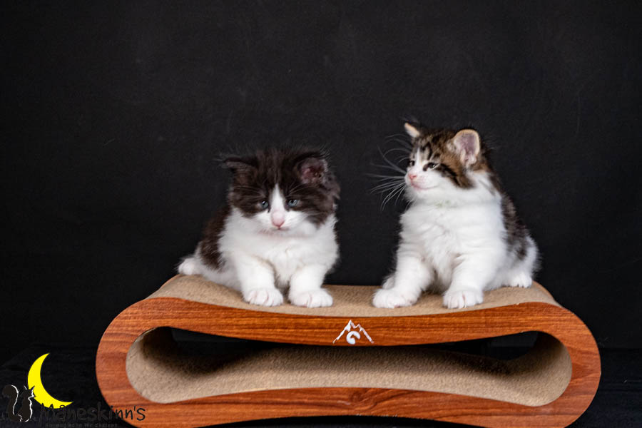 Wurf U (40 Tage alt)