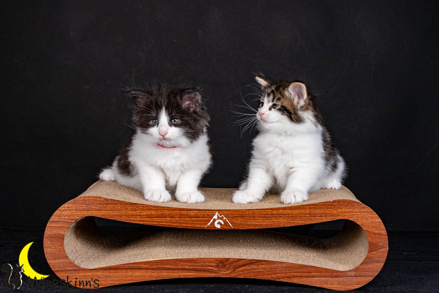 Wurf U (40 Tage alt)