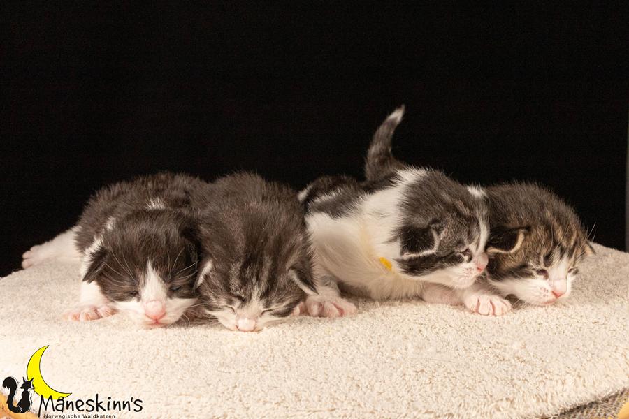 Wurf U (14 Tage alt)