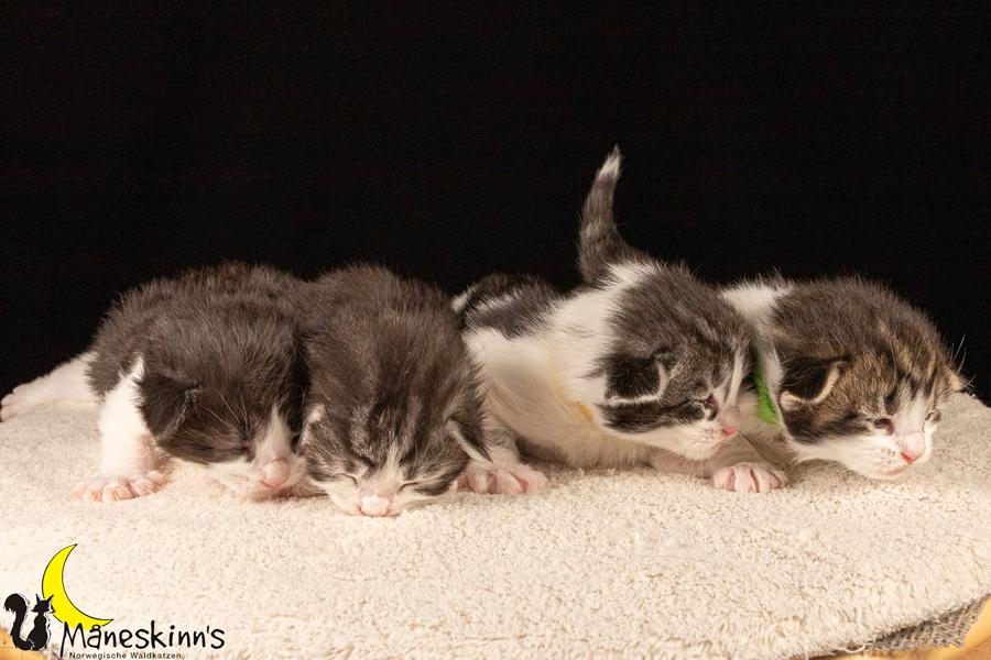 Wurf U (14 Tage alt)