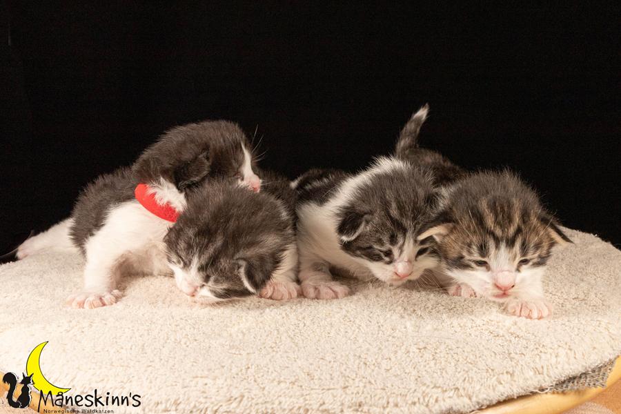 Wurf U (14 Tage alt)