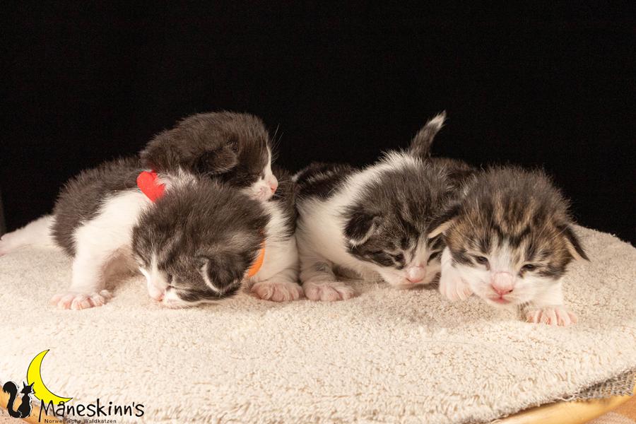 Wurf U (14 Tage alt)