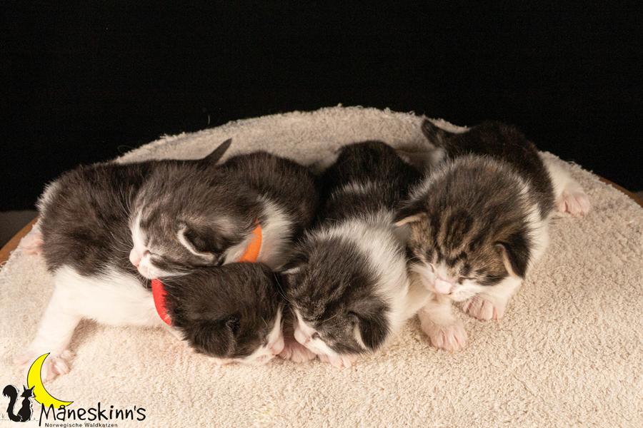 Wurf U (14 Tage alt)