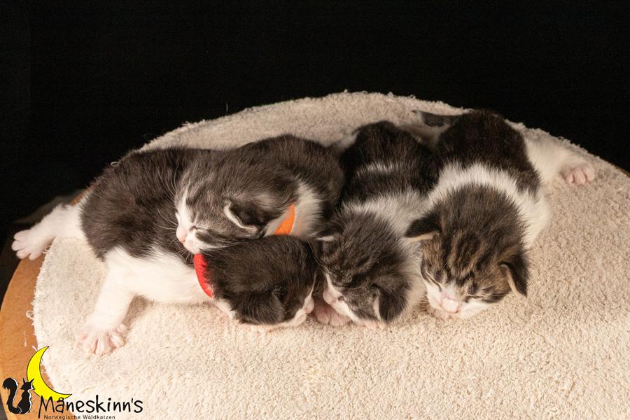 Wurf U (14 Tage alt)