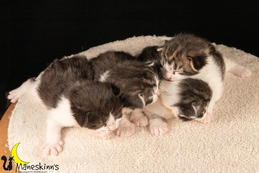 Wurf U (14 Tage alt)