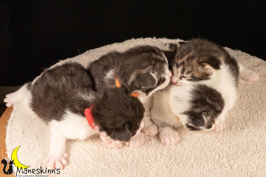 Wurf U (14 Tage alt)