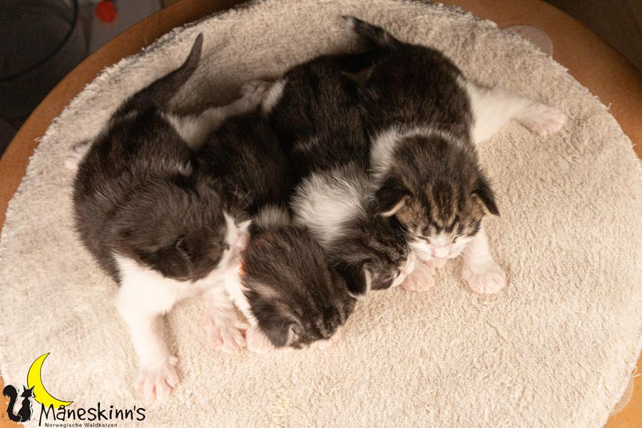 Wurf U (14 Tage alt)