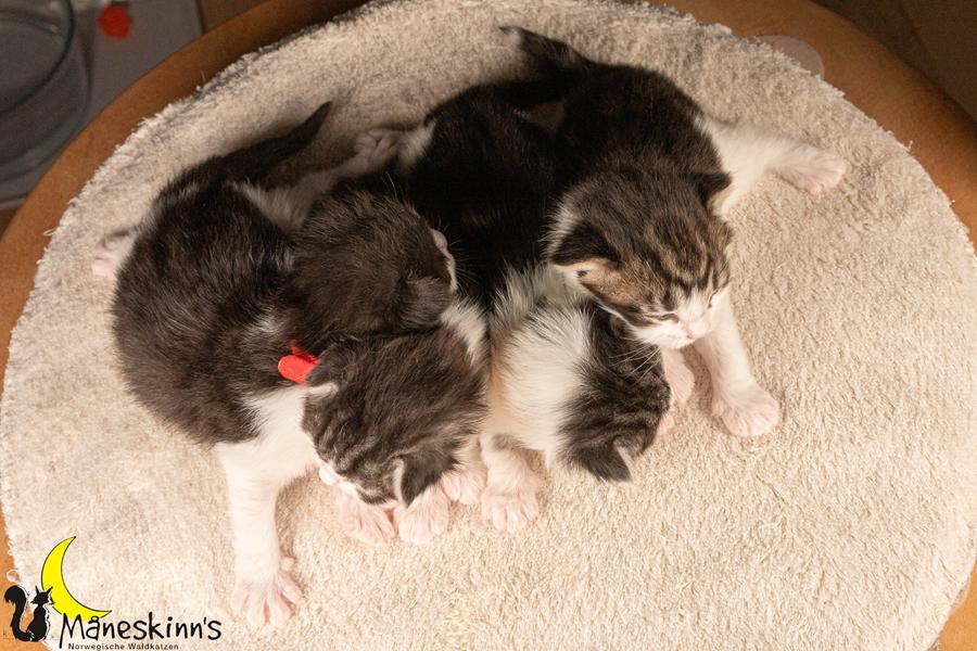 Wurf U (14 Tage alt)