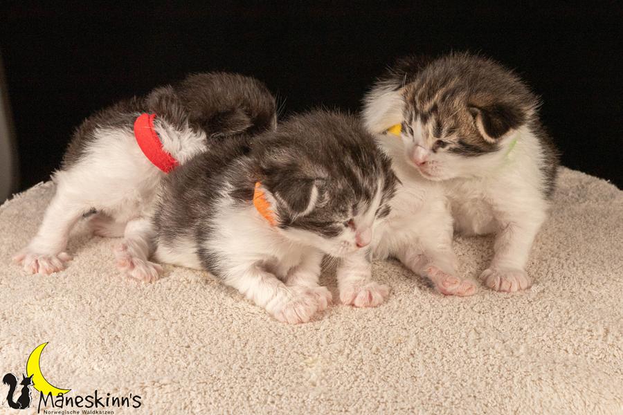 Wurf U (14 Tage alt)