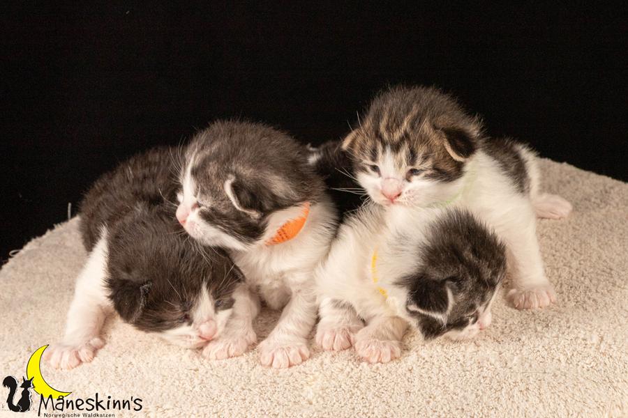 Wurf U (14 Tage alt)