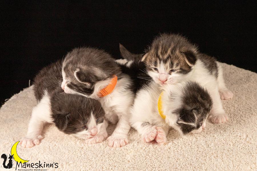 Wurf U (14 Tage alt)