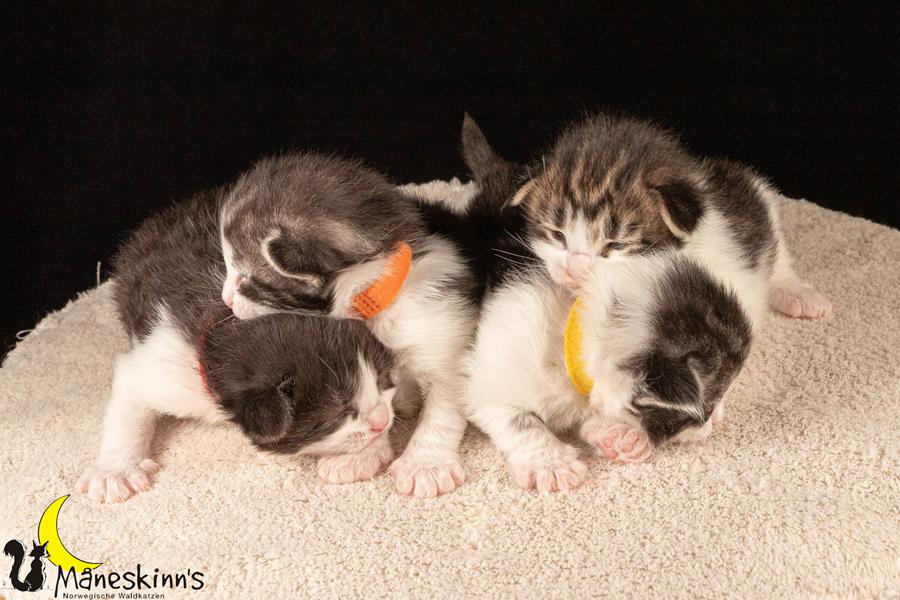 Wurf U (14 Tage alt)