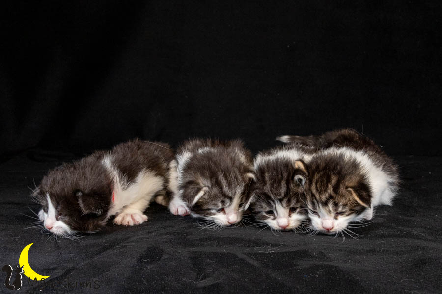 Wurf U (19 Tage alt)