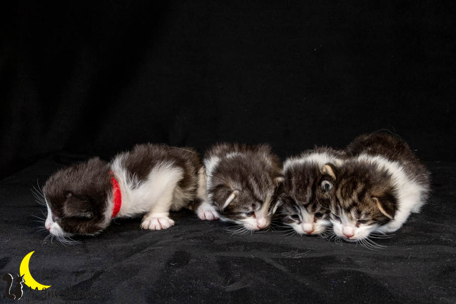 Wurf U (19 Tage alt)