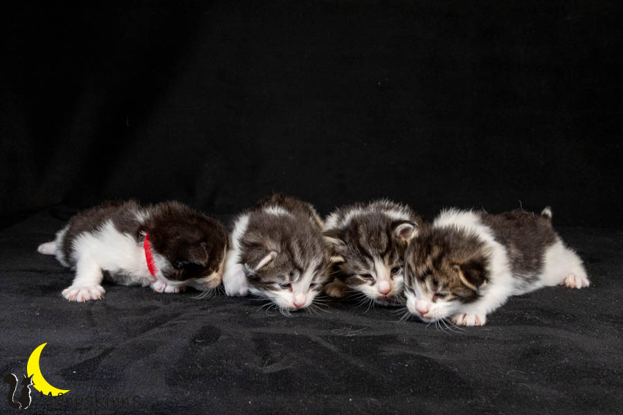 Wurf U (19 Tage alt)