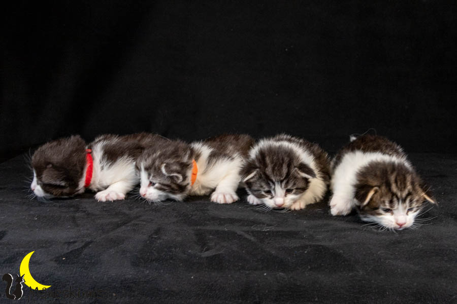 Wurf U (19 Tage alt)