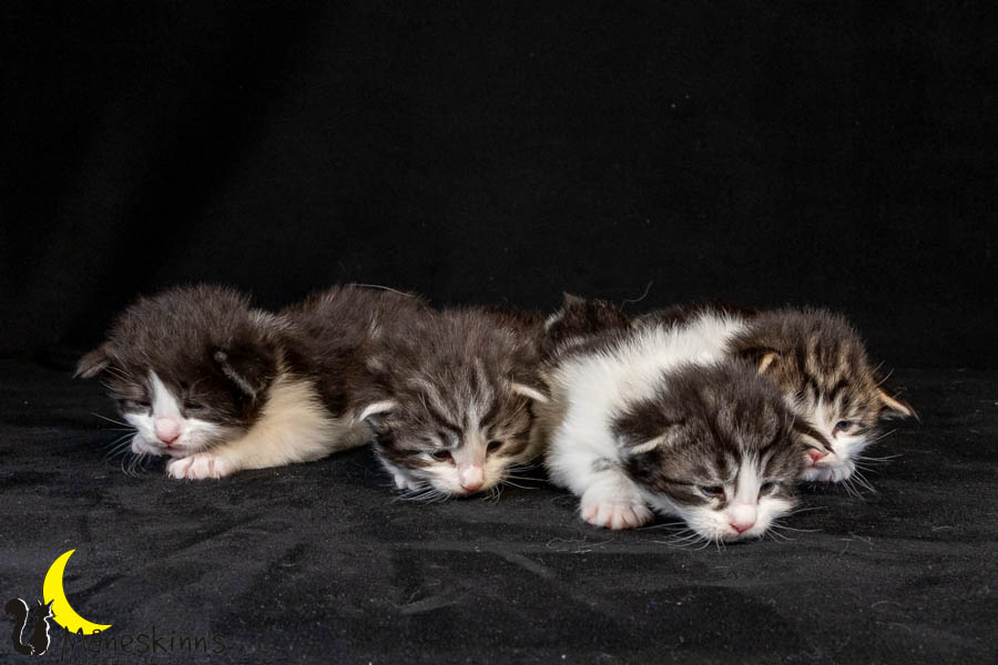 Wurf U (19 Tage alt)