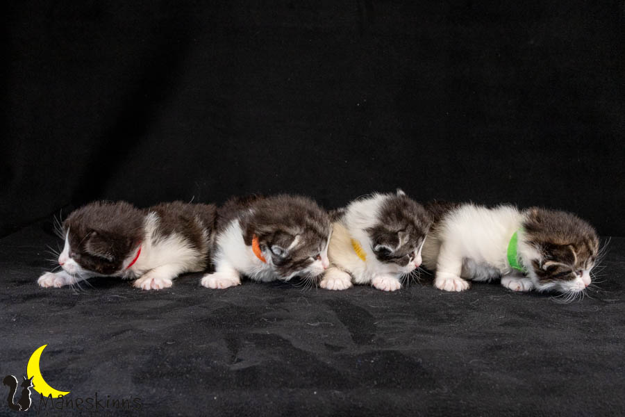 Wurf U (19 Tage alt)