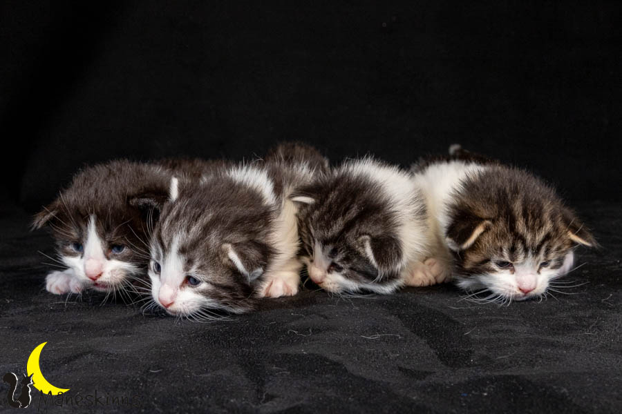 Wurf U (19 Tage alt)