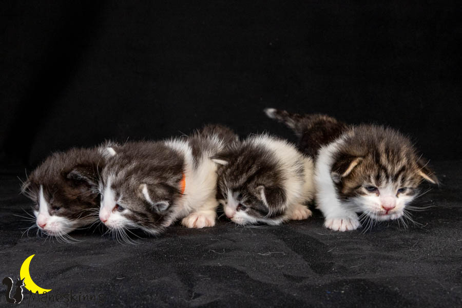 Wurf U (19 Tage alt)