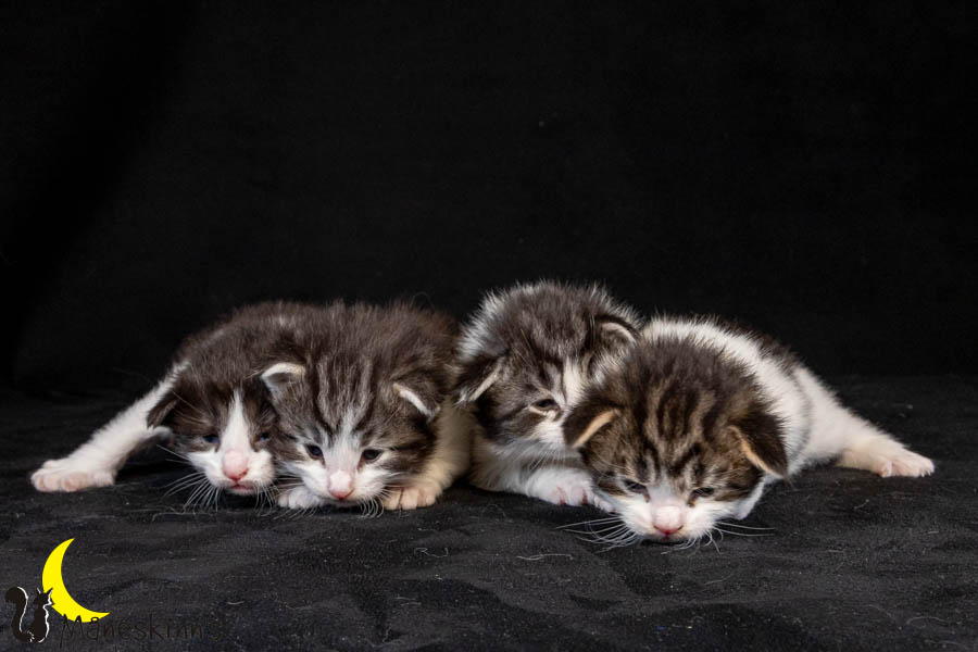 Wurf U (19 Tage alt)