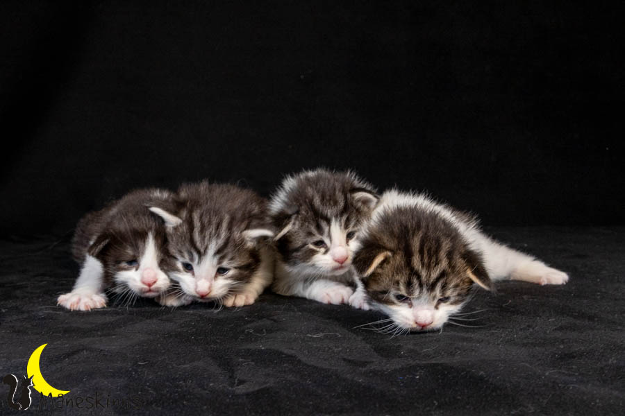 Wurf U (19 Tage alt)