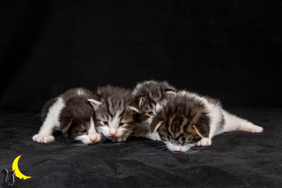 Wurf U (19 Tage alt)