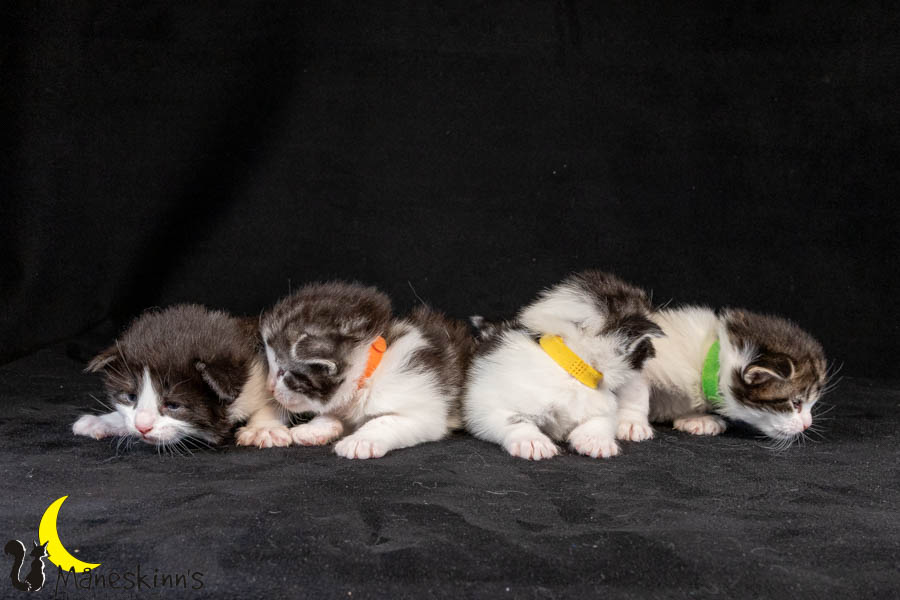 Wurf U (19 Tage alt)