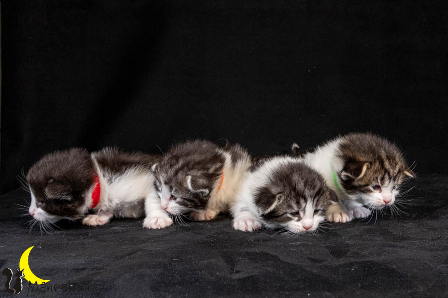 Wurf U (19 Tage alt)