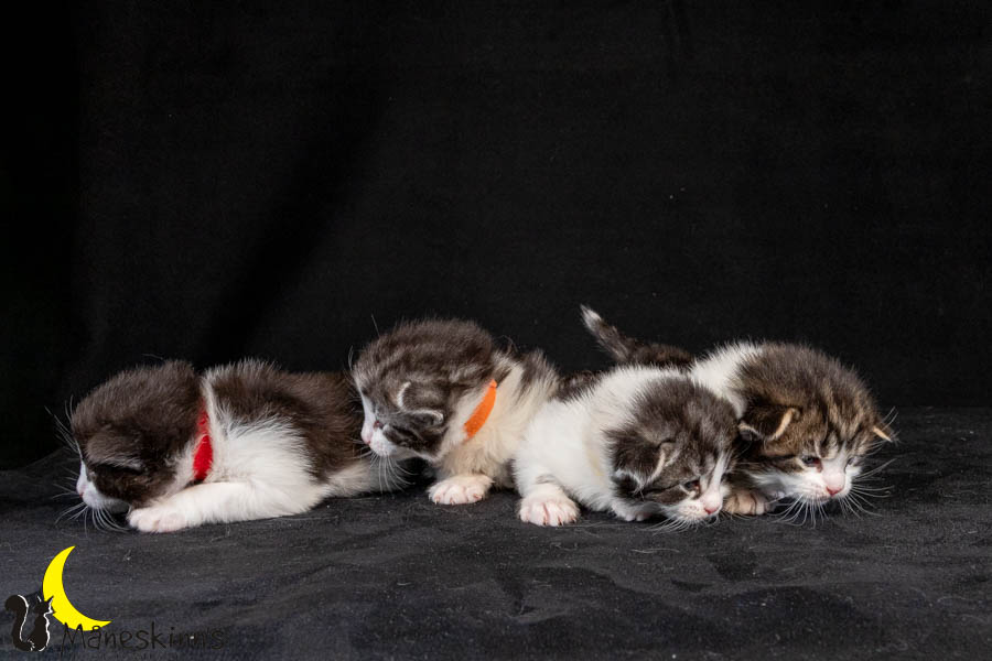 Wurf U (19 Tage alt)