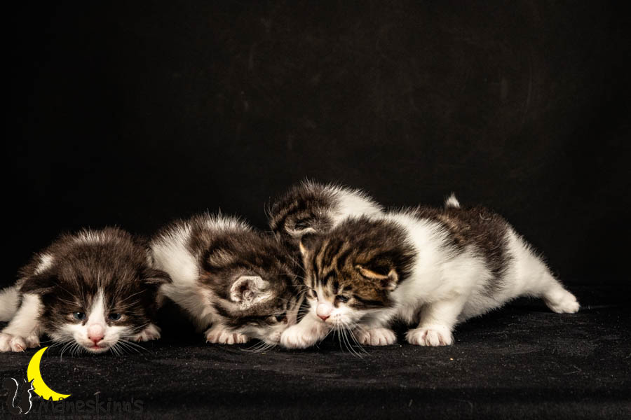 Wurf U (26 Tage alt)