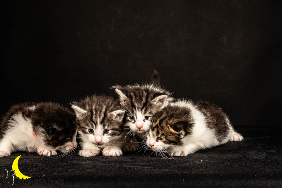 Wurf U (26 Tage alt)