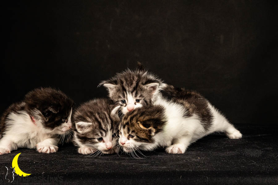 Wurf U (26 Tage alt)