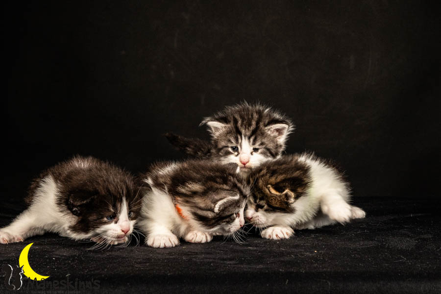 Wurf U (26 Tage alt)