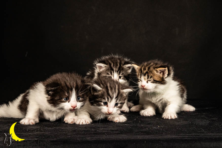 Wurf U (26 Tage alt)